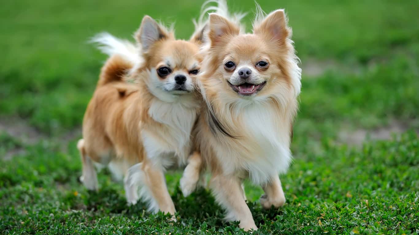 Chihuahua-1